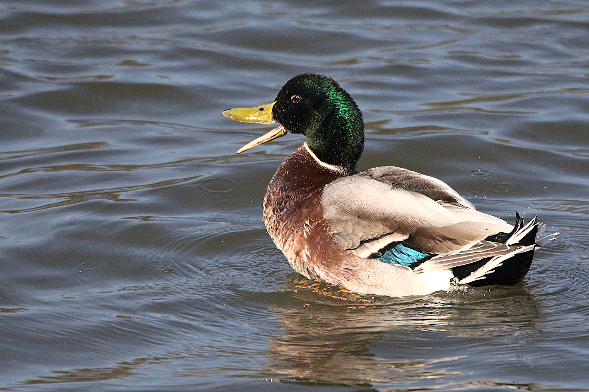 Quack quack quack - Immer was zu meckern